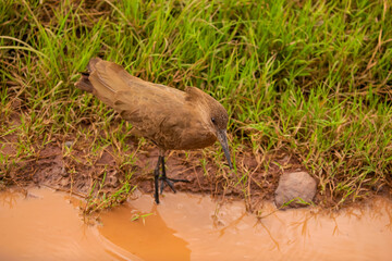 Hamerkop (Scopus umbretta) foraging on river bank close up