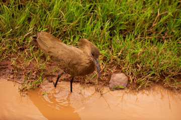 Hamerkop (Scopus umbretta) foraging on river bank close up