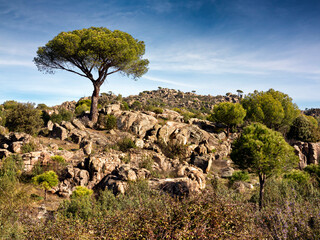 Pinos en el cerro de la Cuba