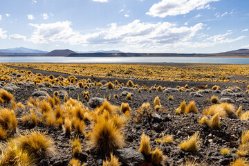 National Park Laguna Blanca in Neuquén, Argentina - Traveling South America