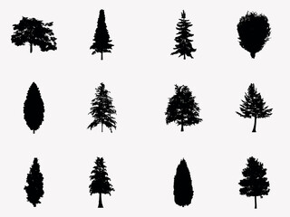 Fototapeta premium set of cedar tree silhouette. trees and nature design element. isolated vector image of coniferous tree clipart