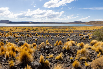 National Park Laguna Blanca in Neuquén, Argentina - Traveling South America