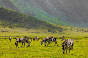 Zebra in the grass nature habitat, National Park of Tanzania. Wildlife scene from nature, Africa...