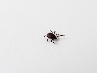 Tick on a white background. Dog tick. Close-up.