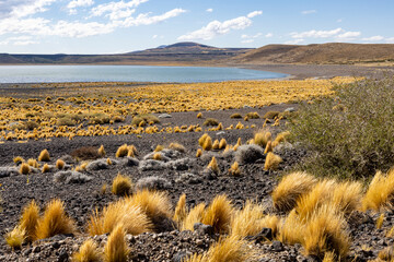 National Park Laguna Blanca in Neuquén, Argentina - Traveling South America