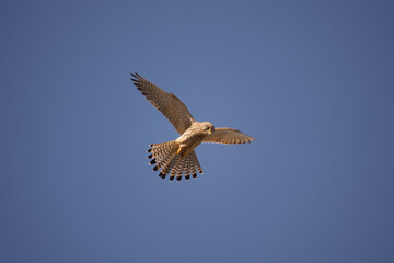 Falcon in flight
