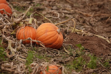 Obraz premium pumpkin on a grass