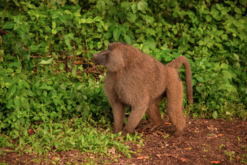 The olive baboon (Papio anubis) called the Anubis baboon of the family Cercopithecidae Baboon in Tanzania.