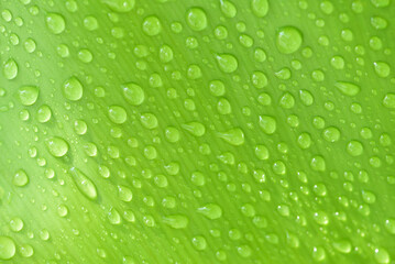 Fototapeta na wymiar Abstract water drop on leaf isolated on green leaf background. freshness concept, earth day, design elements.