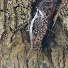 Eurasian treecreeper
