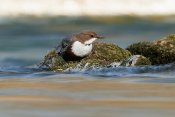 White-throated dipper on the rocks