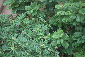 Trees in Hanoi, Vienam