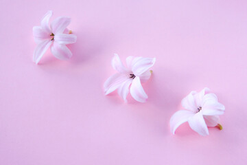 Pink geacinth flowers on a pale pink background. Summer or spring concept. Flat lay, top view.