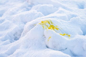 Fototapeta na wymiar Classic extra tasty yellow snow.