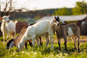 Cattle farming. Domestic goats in the eco farm. Goats eat fresh hay or grass on ecological pasture on a meadow. Farm livestock farming for the industrial production of goat milk dairy products - obrazy, fototapety, plakaty