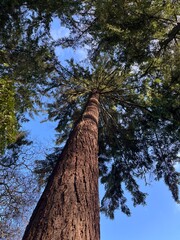tall pine tree