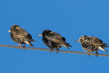 Common starlings