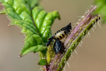 Larve d'insecte