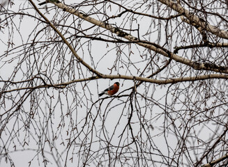 a beautiful bullfinch sits on a branch in search of food on a spring day