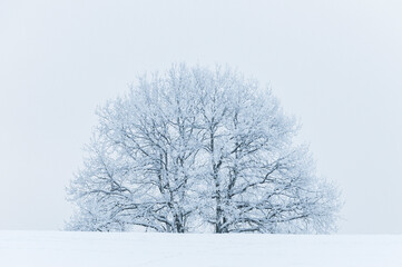 A Tranquil Winter Landscape of a Bare Tree