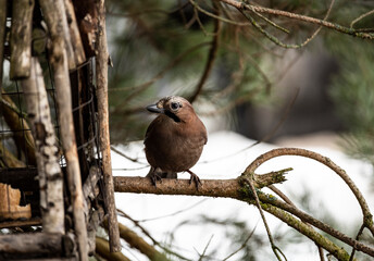 a beautiful and bright jay sits on a branch in search of food on a spring day