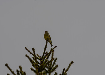 greenfinch canary sits on a branch in search of food on a spring day
