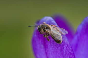 pszczoła Na fioletowym kwiecie macro z bliska - obrazy, fototapety, plakaty