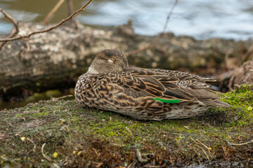 熟睡するコガモの雌