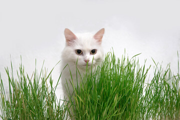 White cat in green grass. Young grass sprouts as a source of vitamins.