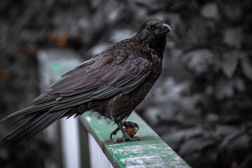 the boss of the city - the crow