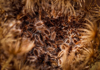 brown texture