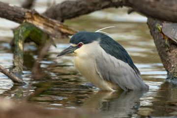 水浴びをしようと入水するゴイサギ