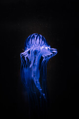 meduza © Dani