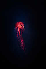 meduza © Dani