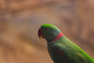Indian Rose-Ringed Parakeet