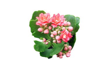 GARDEN CATUS WITH RED FLOWERS AND LARGE LEAVES. Nature image isolated on white background