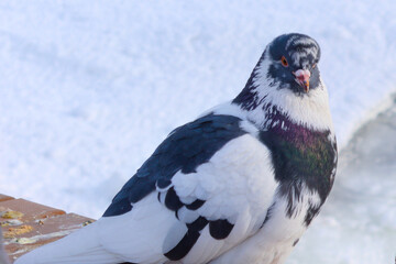 penguin in snow