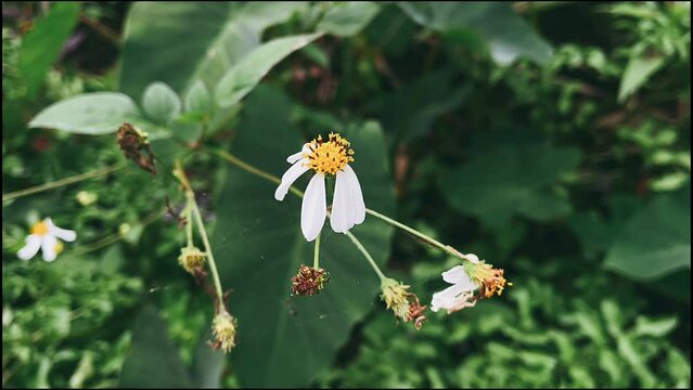 bee, flower, white flower, bee on a flower, flower, nature, plant, yellow, daisy, summer, spring, garden, insect, bee, macro, blossom, flowers, white, flora, fly, close-up, leaf, grass, butterfly, bea