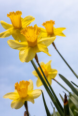 Narcissus, yellow flower against the blue sky.