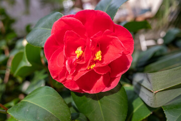 Red-pink camellia flower on a green tree in spring.