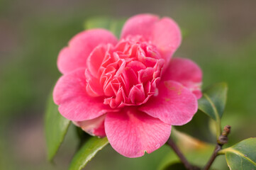 Red-pink camellia flower on a green tree in spring.