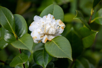 Fototapeta na wymiar White camellia flower on a green tree in spring.