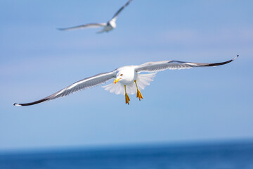 Gaviota patiamarilla (Larus michahellis) volando sobre el Mar Mediterráneo al amanecer. Fauna, primavera.