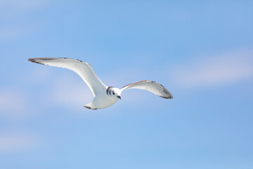 Gaviota tridáctila (Rissa tridactyla) volando sobre el Mar Mediterráneo al amanecer. Marzo, primavera, volar, libre, libertad, ave, blanca, alas, vida silvestre.