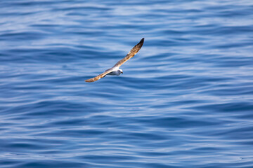 Joven gaviota patiamarilla (Larus michahellis) volando sobre el Mar Mediterráneo al amanecer. Fauna, primavera.