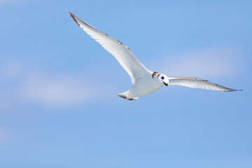 Gaviota tridáctila (Rissa tridactyla) volando sobre el Mar Mediterráneo al amanecer. Marzo, primavera, volar, libre, libertad, ave, blanca, alas, vida silvestre.