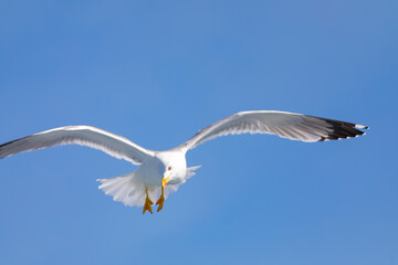 Gaviota patiamarilla (Larus michahellis) volando sobre el Mar Mediterráneo al amanecer. Fauna, primavera.