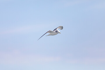Gaviota tridáctila (Rissa tridactyla) volando sobre el Mar Mediterráneo al amanecer. Marzo, primavera, volar, libre, libertad, ave, blanca, alas, vida silvestre.