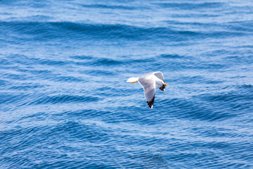 Gaviota patiamarilla (Larus michahellis) volando sobre el Mar Mediterráneo al amanecer. Fauna, primavera.