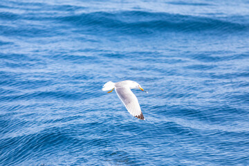Gaviota patiamarilla (Larus michahellis) volando sobre el Mar Mediterráneo al amanecer. Fauna, primavera.